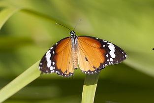 国产采精小蝴蝶 第2张 国产采精小蝴蝶 第2张