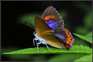 国产采精小蝴蝶 第3张 国产采精小蝴蝶 第3张