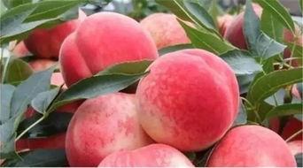 99国产欧美久久久精品密桃